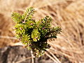 Abies koreana Hexe IMG_5042 (VALENTA) Jodła koreańska